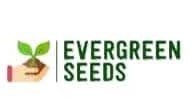 Evergreen Seeds