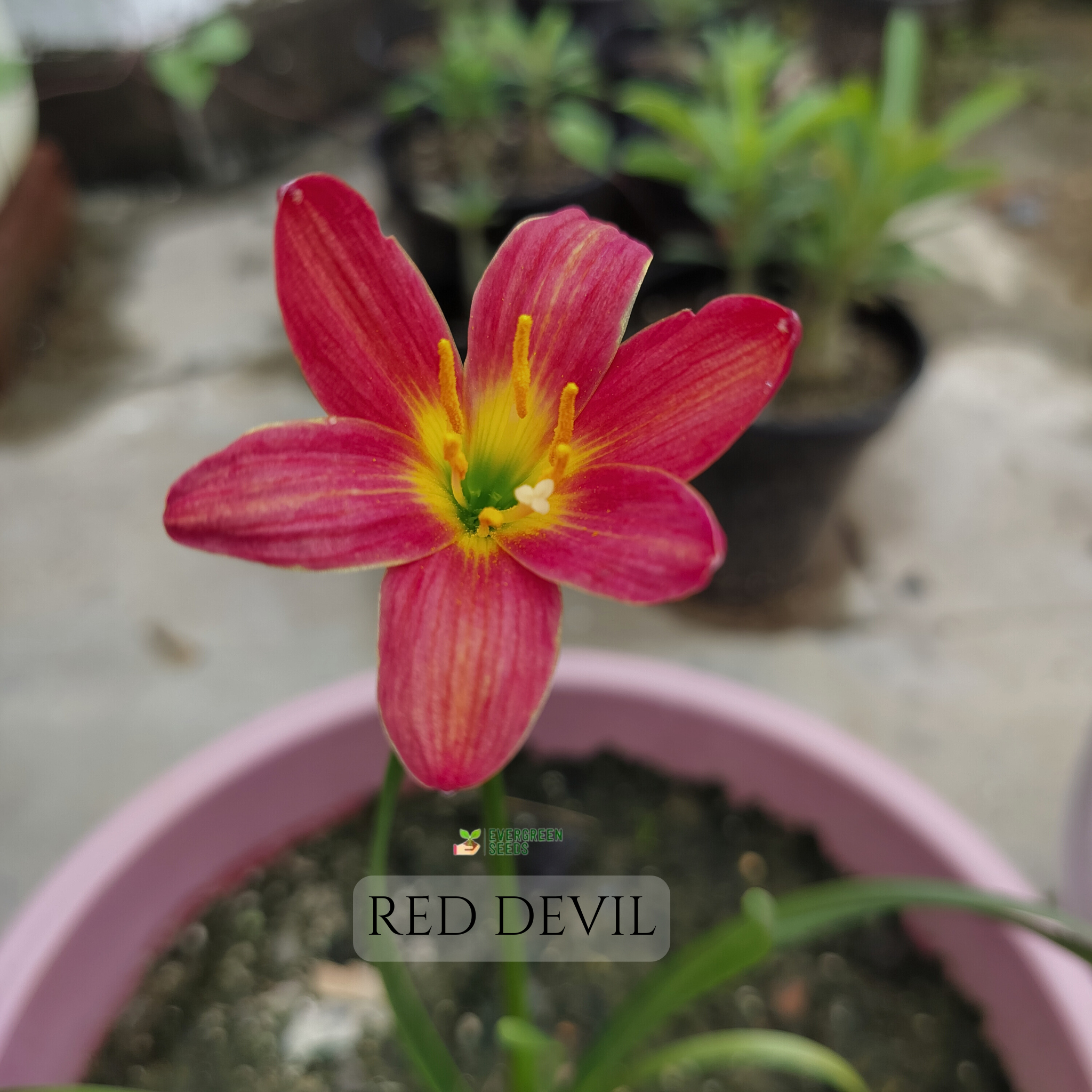 Red Devil - Rain Lily